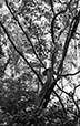 Entwined 6